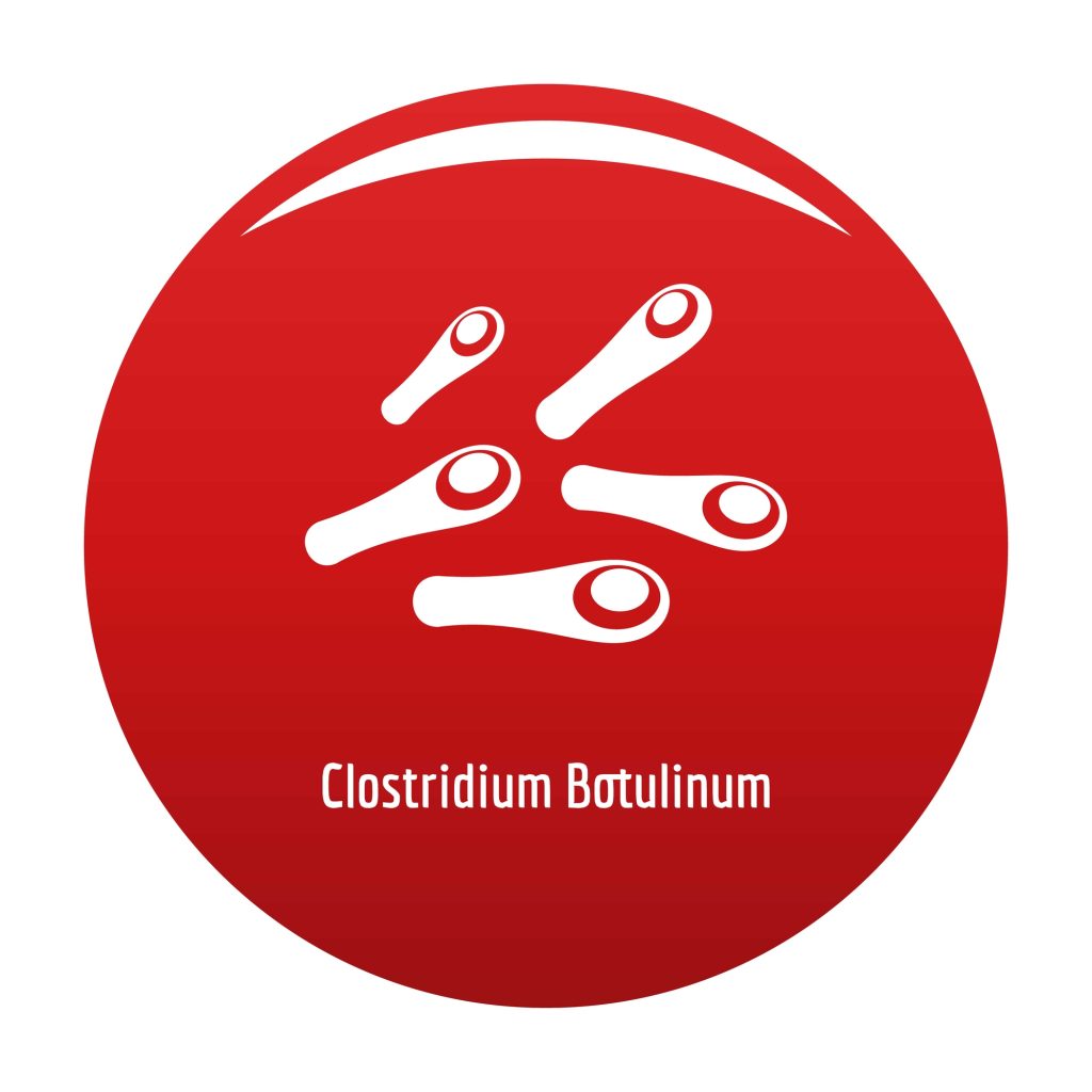 Botox is generated from the neurotoxic protein botulinum toxin produced by Clostridium botulinum bacterium and temporarily inhibits muscle nerve signals.